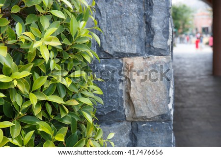 Green tree and grey stone wall around walking street.
