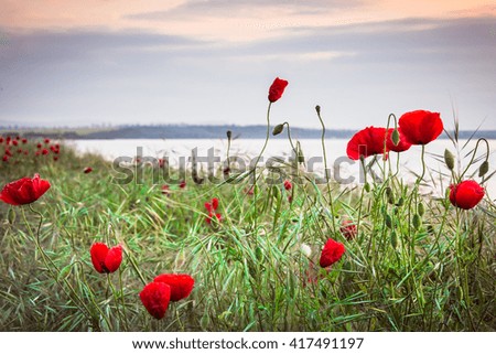 Poppies on the sea shore at sunrise