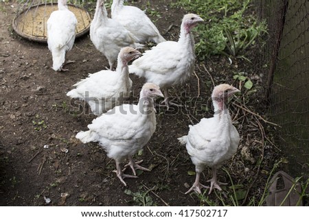 Farm life of white Turkeys