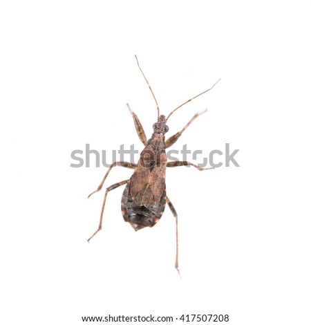 Brown kissing bug isolated on a white background