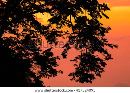Tree  silhouette on evening when the sundown.