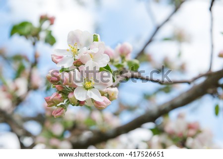 Beautiful apple tree blooming, gentle little white flowers on twig over blur green background, beauty of spring season