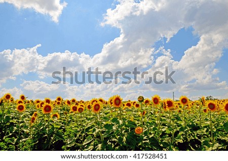 Sunflowers under the sun with clouds