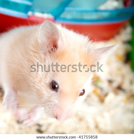 A small cute hamster in a cage