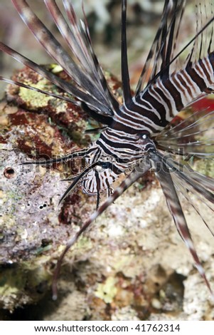 clearfin lionfish