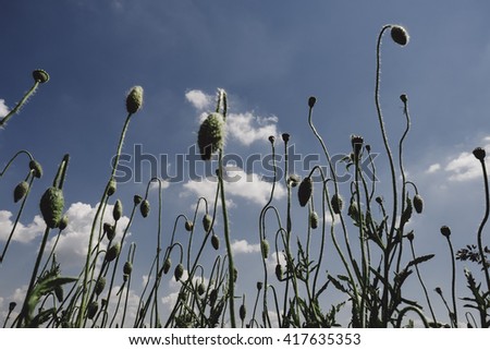 wild flowers and blue sky, spring background