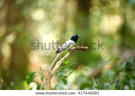 Asian paradise flycatcher, a lovely bird in thailand, terpsiphone paradisi, with white long-tail morph
