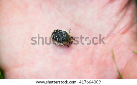 a beetle on a hand