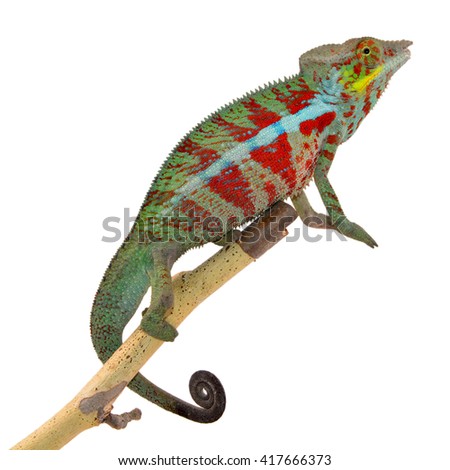 Panther Chameleon - Male - Furcifier Pardalis - Ambanja
