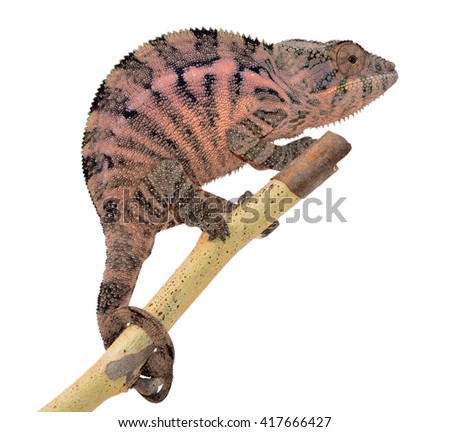Panther Chameleon - Female - Furcifier Pardalis - Ambanja