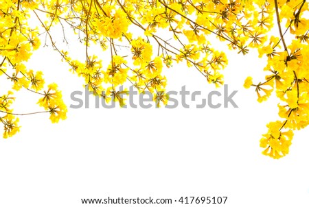 Yellow flowers isolated on white background