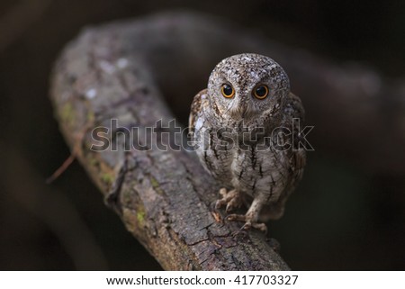 lovely Oriental Scops Owl (Phodilus badius) on the big branch