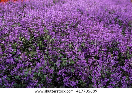 Lavender farm in Cameron Highlands, Malaysia Royalty-Free Stock Photo #417705889