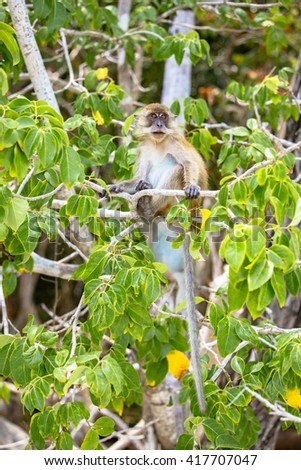 Nature monkey on the tree