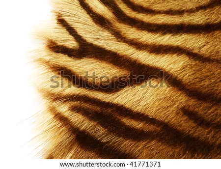 Tiger Skin over white
