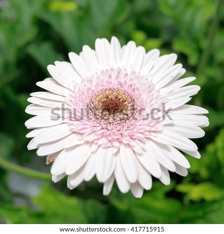 Colourful Daisy flowers background. Daisy is a flower of Asteraceae family