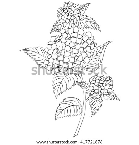 Vector illustration of an ink sketch hydrangea flower