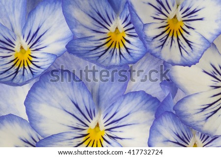 Studio Shot of Blue and White Colored Pansy Flowers Background. Large Depth of Field (DOF). Macro.