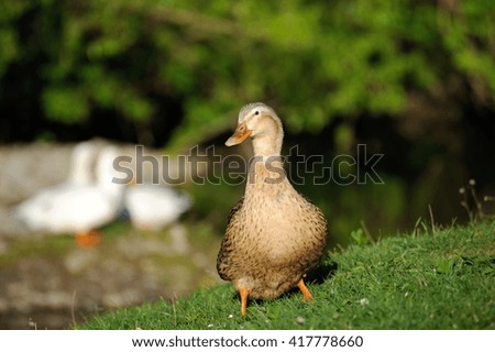 Beautiful duck animal in wildlife Animal
