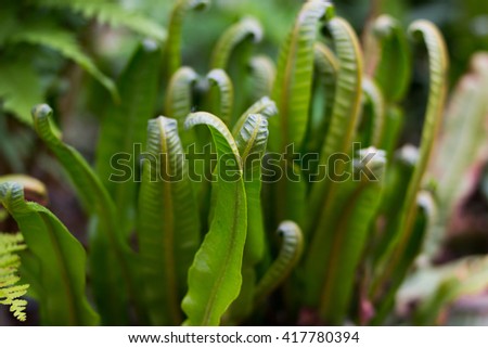 young fern