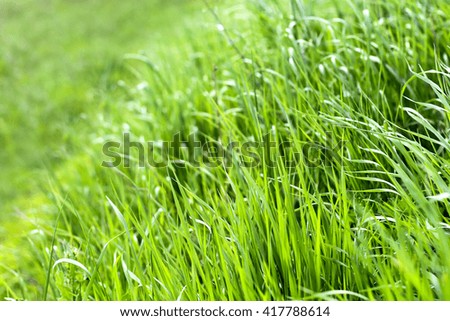 green fresh grass background