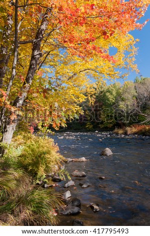 Fall foliage tree by river