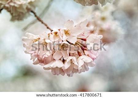 Close up of cherry blossoms in bloom during springtime in Washington DC with filtered colorized grain effect
