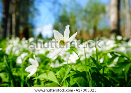 Close up white anemone (windflower, thimbleweed,smell fox) in forest and soft focus in background. Wild flowers. Early spring flower in Finland                    Royalty-Free Stock Photo #417803323