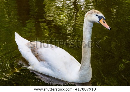 Swan on blue lake water in sunny day, swans on pond.