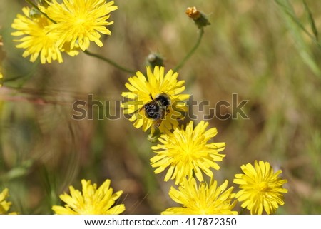 Bee and dandelions, California