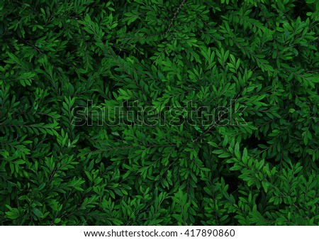 texture of bush, nature feel surface
