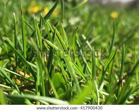 Grass macro Royalty-Free Stock Photo #417900430