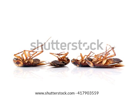 Cockroach white background