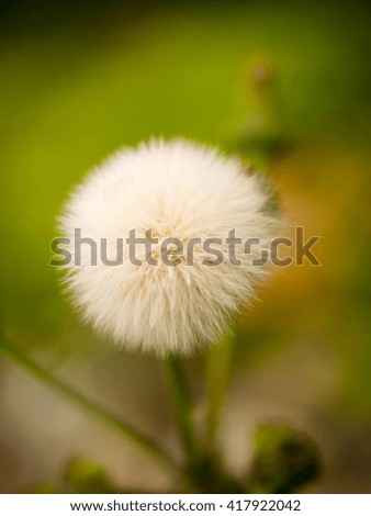 Lettuce flower as cotton seed,