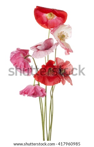 Studio Shot of Multicolored Poppy Flowers Isolated on White Background. Large Depth of Field (DOF). Macro.