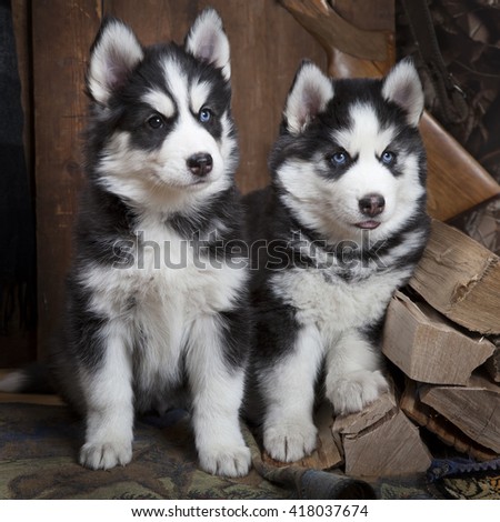 Two months old Siberian Husky puppies indoors
