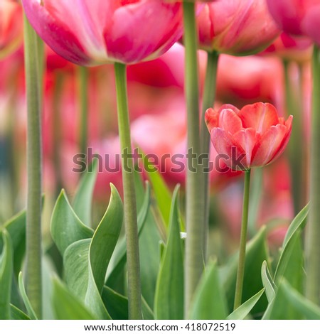 square picture of red tulips in dutch garden seen from low viewpoint