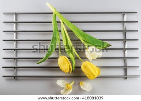 Three different Tulip, laid out neatly on a metal stand