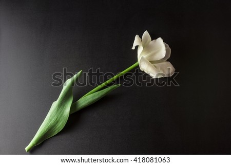 Single, white flower, creative presented on a black background