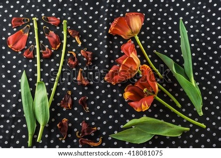 Creative presents red tulips on a background of polka dots