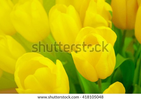 Yellow tulips on green background with space for message. Mother's Day background. Soft focus.