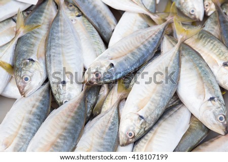 Fresh mackerel sold in the market.