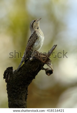 Close-up bird, superb camouflaged against the environment,Eurasian wryneck, Jynx torquilla perched on branch in early spring against colorful background. Vertical wildlife photo,Czech republic,Europe.