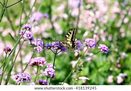 swallowtail butterfly close up, butterfly on purple flower