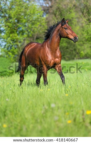 Bay horse running free in summer meadow.