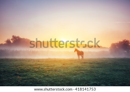 View of pasture with Arabian horse grazing in the sunlight. Dramatic scene and picturesque picture. Location place Carpathian, Ukraine, Europe. Beauty world. Soft filter. Warm toning effect.