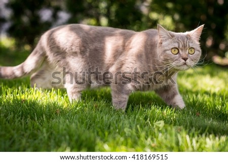 Lovely gray cat walking in spring park