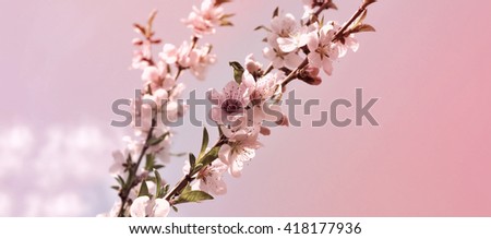 Horizontal banner for web and paper design cherry  blossom with young green leaves against the backdrop of a cloudless spring sky