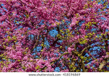 Tree of Love in bloom. Cercis siliquastrum.