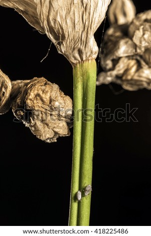 Lice on iris flower stem